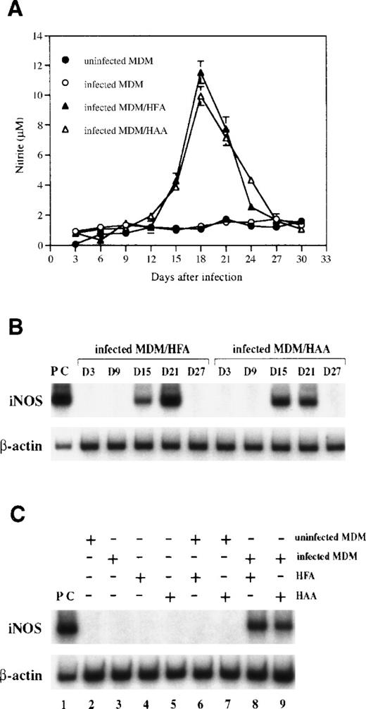 Fig. 1. NO is produced and iNOS is expressed in cocultures of HIV-1–infected MDM and human astrocytes. (A) MDM precultured for 7 days in DMEM medium were infected with HIV-1ADA. At day 1 postinfection, infected MDM were cocultured with HFA and HAA at a 2:3 ratio and were fed with fresh DMEM medium every 3 days. Nitrite was measured in culture supernatants by the Griess reaction. Each bar represents the mean ± SD in triplicate samples of supernatants. (B) Levels of iNOS mRNA in cocultures with infected MDM and astrocytes were analyzed by RT-PCR. Amplification cycles used were 35 cycles for iNOS and 25 cycles for β-actin. The cytokine-stimulated A172 cell line was used as a positive control. Days after infection are shown above the lanes. (C) Results of the RT-PCR analysis of different cultures at day 18 postinfection are presented. Lane 1, positive control (PC); lane 2, uninfected MDM; lane 3, infected MDM; lane 4, HFA; lane 5, HAA; lane 6, HFA cocultured with uninfected MDM; lane 7, HAA cocultured with uninfected MDM; lane 8, HFA cocultured with infected MDM; lane 9, HAA cocultured with infected MDM.