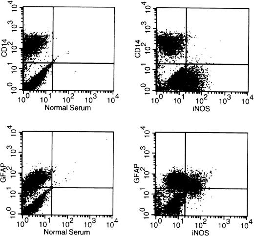 Fig. 2. Cells producing iNOS in cocultures are astrocytes but not MDM. MDM precultured for 7 days in DMEM medium were infected with HIV-1ADA. At day 1 postinfection, infected MDM were cocultured with HFA and were fed with fresh DMEM medium every 3 days. At day 21 postinfection, cells were stained with antibodies for CD14, GFAP, and iNOS using an intracellular antigen detection method and analyzed using a flow cytometer.