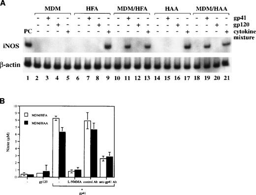 Fig. 4. iNOS is induced by gp41 in cocultures of uninfected MDM and astrocytes. (A) Levels of iNOS mRNA were analyzed by RT-PCR. Total RNA was extracted from MDM, HFA, and HAA cultures or cocultures incubated for 7 days with rgp41 (10 ng/mL) and rgp120 (10 ng/mL). Total RNA from cells stimulated by cytokine mixture containing IFNγ (10 ng/mL), IL-1β (100 ng/mL), and TNF- (100 ng/mL) was extracted after 8 hours of treatment. The cytokine-stimulated A172 cell line was used as a positive control. Cells are shown above the lanes. Lane 1, positive control; lanes 2, 6, 10, 14, and 18, no treatment; lanes 3, 7, 11, 15, and 19, treatment with rgp41; lanes 4, 8, 12, 16, and 20, treatment with rgp120; lanes 5, 9, 13, 17, and 21, treatment with cytokine mixture. (B) HFA were cocultured with uninfected MDM in the presence and absence of rgp41 (10 ng/mL), anti-gp41 Ab (1 mg/mL), and L-NMMA (500 μmol/L) for 9 days. At 3-day intervals, cultures were fed with fresh DMEM medium, and rgp41, L-NMMA and anti-gp41 Ab were replenished. Nitrite in culture supernatants at day 9 was measured by the Griess reaction. Each bar represents the mean ± SD in triplicate samples of supernatants.