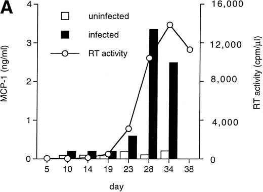 Fig. 4. HIV-1 MN infection of U937 promonocytic cells upregulates MCP-1. (A) MCP-1 protein levels and RT activity were measured at the indicated days postinfection. (B) MCP-1 expression measured by RT-PCR in uninfected and HIV-infected U937 cell cultures from which chemokine secretion was determined (A). RNA induction levels, calculated as described in the legend to Fig 2, were 1.5 at day 10 and 4.7 at day 28 postinfection, respectively.