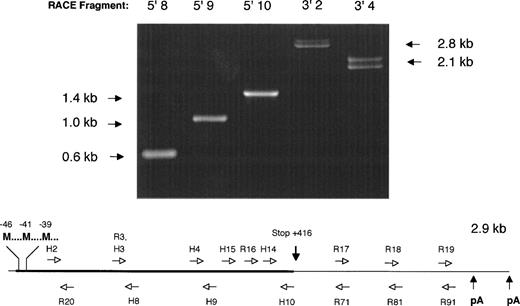 Fig. 1. Strategy for determination of the nucleic acid sequence of the rhesus macaque factor IX cDNA. (Above) 1% agarose gel electrophoresis of 5′ and 3′ RACE PCR fragments obtained by amplification of adapter-ligated first-strand DNA template with adapter primer AP1 (Clonetech) and various factor IX–specific oligonucleotides. Lane 5′8: amplimer obtained with AP1 and H8 primers; lane 5′9: amplimer obtained with AP1 and H9 primers; lane 5′10: amplimer obtained with AP1 and H10 primers; lane 3′2: amplimer obtained with H2 and AP1 primers; lane 3′4: amplimer obtained with H4 and AP1 primers. Note the double bands observed for 3′ RACE PCR fragments 3′2 and 3′4, due to the two different polyadenylation signal sequences, separated by 224 base pairs in the cDNA. (Below) Schematic diagram of rhesus macaque factor IX cDNA depicting the position of oligonucleotide primers used to amplify overlapping RACE PCR fragments and determine the nucleic acid sequence. H series denotes oligonucleotides completely homologous to human factor IX coding sequence. R series denotes oligonucleotides with sequence unique to the rhesus macaque factor IX cDNA sequence. Not shown is the adapter primer that is ligated to each end of the cDNA, to which oligonucleotide AP1 is complementary. M, Methionine translation initiation start sites; pA, AATAAA polyadenylation signal sequence. Drawing not to scale for clarity in depicting oligonucleotide primer positions.