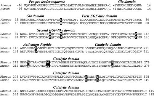 Fig. 2. Deduced amino acid sequence of rhesus macaque factor IX cDNA and alignment with the human factor IX protein sequence. Differences are denoted by bold typeface. Numbers denote the amino acid sequence in the translation product and the factor IX domains are indicated in italics and separated from one another by spaces in the sequence.