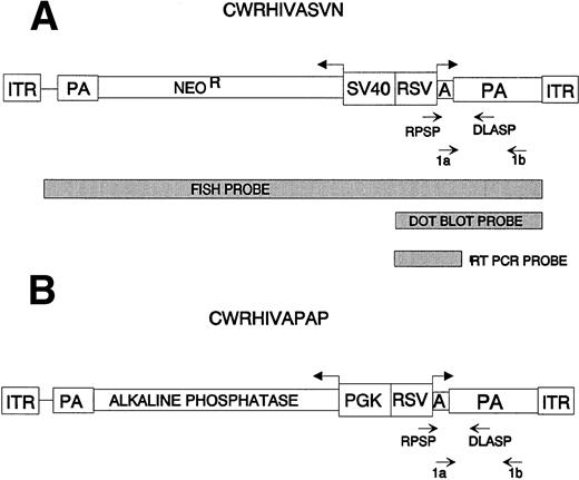 Fig. 1. Maps of AAV vectors used. Bold arrows denote the direction of transcription of each gene. The promoters, polyadenylation signals (PA), and the AAV ITR are shown. Light arrows denote the location of PCR primers. Primers RPSP and DLASP were used for amplification from DNA templates. Primers 1a and 1b were used for reverse transcription and amplification from RNA templates. Probes used for FISH analyses and Southern hybridization of RT-PCRs and dot blot analyses of vectors are designated. (A) vCWRHIVASVN encodes two transgenes: (1) an antisense RNA (A) complementary to the HIV LTR, including the TAR and the polyadenylation sequences under the transcriptional control of the RSV LTR; and (2) the neomycin phosphotransferase (NeoR) gene under the control of the SV40 early promoter. (B) vCWRHIVAPAP contains the antisense RNA gene cassette described in (B) in addition to the PLAP gene under the control of the PGK promoter.