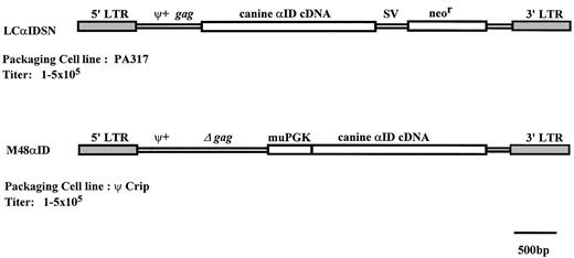 Fig. 1. Illustration of retroviral vectors. Abbreviations: LTR, long terminal repeats; ψ+, packaging signal; gag, gag sequences; SV, SV40 promoter; neor, neomycin phosphotransferase; muPGK, murine phosphoglycerate kinase-1 promoter.