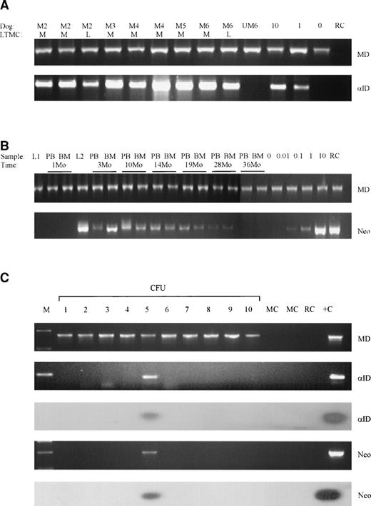 Fig. 2. Detection of proviral sequences in MPS I tissues. (A) Proviral -ID and genomic control dystrophin (MD) PCR on day 21 transduced adherent layer LTMC cells from dogs M2 through M6. The vectors used for each culture were M-M48ID and L-LCIDSN. Positive controls were 10% M48ID producer cell line DNA mixed with 90% untransduced MPS I canine DNA and 1% M48ID producer cell line DNA mixed with 99% untransduced MPS I canine DNA. All samples and control DNA mixes were positive for dystrophin sequences, and all transduced LTMCs were positive for proviral -ID. Untransduced LTMC DNA from dog M6 (UM6) and reagent controls were negative for proviral sequences. (B) Semiquantitative neor and genomic control dystrophin PCR on LTMCs transduced with M48ID (L1) and LCIDSN (L2); postinfusion blood (PB) and marrow (BM) cells from M2 with 0.01%, 0.1%, 1%, and 10% positive control mixed with untransduced canine DNA; and negative untransduced control (0). (C) PCR amplification and Southern blot analysis of 10 CFU from M2 at 1 year postinfusion; dystrophin genomic control (MD), proviral -ID (ID), and neor (neo) PCR analysis. This sample demonstrates 10 CFU positive for genomic DNA (MD) and 1 of 10 CFU positive for both -ID and neor sequences (CFU 5). Abbreviations: M, marker lane; MC, methylcellulose control; RC, reagent control; +C, positive control DNA.