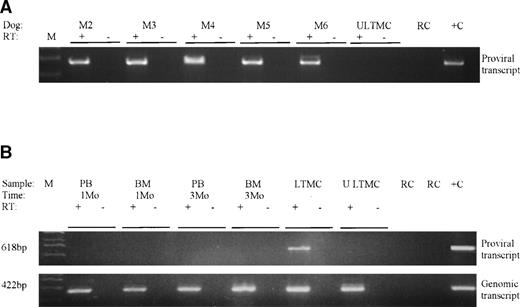 Fig. 3. -ID expression evaluated by RT-PCR. (A) LTMC adherent layers from all dogs and (B) blood (PB) and marrow (BM) leukocytes from M2 at 1 to 3 months postinfusion. PCR amplification of a 618-bp proviral specific -ID transcript (proviral transcript) was performed. PCR amplification of the 422-bp transcript arising from either the normal or mutant genomic -ID cDNA (endogenous transcript) was performed to confirm the presence of amplifiable cDNA in these tissues. A control for each sample was not treated with reverse transcriptase (RT−) to ensure that there was not genomic DNA contamination of samples. Abbreviations: ULTMC, untransduced LTMC control from M2; RC, reagent control; +C, positive control DNA.