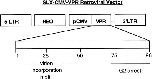 Fig. 1. Schematic of the HIV-1 Vpr transduction vector. pSLX-CMV-Vpr encodes a Vpr expression cassette from HIV-1 (strain NL4-3) downstream of the cytomegalovirus (CMV) promoter (pCMV). The retroviral packaging cell-line, PA317, provides, in trans, viral proteins necessary for vector transfer.30 Below, the linear map of Vpr, 96 amino acids, denotes the approximate location of domains important for Vpr function.3132