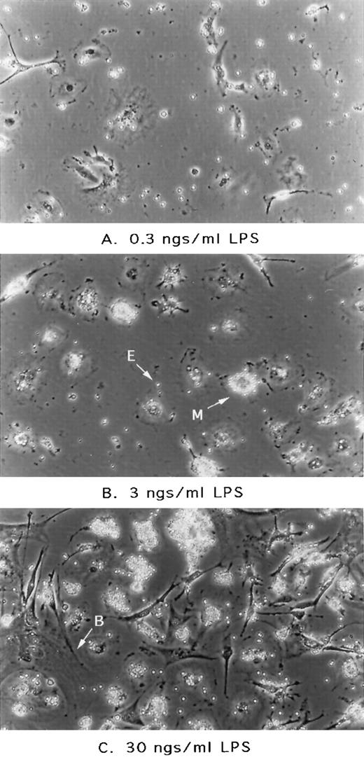 Fig. 3. Effect of LPS addition on murine marrow cultures. Cultures initiated as described in previous figure were treated with LPS (Sigma; catalogue no. L-2143) at the concentrations as indicated. After 24 hours, cultures were washed once with PBS and photographed. E, free erythrocyte; M, erythrocyte-coated mononuclear phagocyte; B, blanket cell or stromal cell with large thin cytoplasm and endothelial-like in morphology.