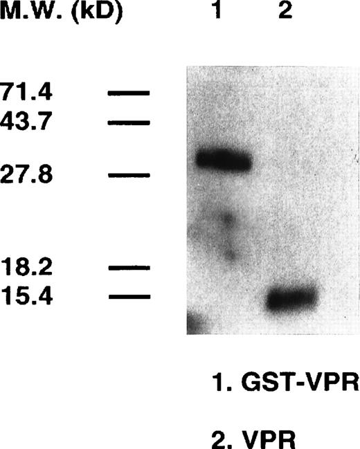 Fig. 6. Purification of GST-Vpr and Vpr. The HIV-1 (strain NL4-3) Vpr coding sequence was cloned into the GST fusion protein bacterial expression vector, pGEX. The GST-Vpr fusion protein, synthesized after induction of the bacterial cells with 0.1 mmol/L IPTG, was purified (lane 1) by binding to glutathione agarose. Free Vpr was obtained by proteolytic digestion of the GST-Vpr protein and collecting the flow-through fraction from glutathione resin. The purity was assessed by Western blotting analysis using a rabbit polyclonal antisera against Vpr.