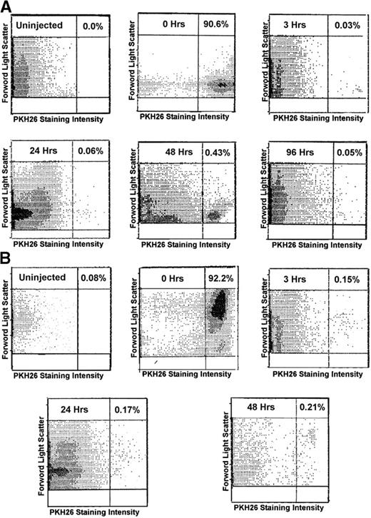 Fig. 1. Comparison of the number of PKH26+ marrow cells detected in (A) FR25Lin− and (B) R/O fractions at different times posttransplant. These series of dot plots represent the flow diagrams of FR25Lin− (A) and R/O (B) frequencies of PKH-labeled cells present before (0 hours) and various times posttransplant of 2.5 × 106 cells. The number at the top right of each panel represents the percentage frequency of PKH bright cells detected. All plots represent equal numbers of cells counted (100,000).