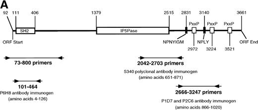 Fig. 1. SHIP RT-PCR. (A) The 3,570 nucleotide ORF of murine SHIP cDNA is shown with structural and potential functional domains labeled. The NPXY and YIGM motifs are depicted (▪), as well as the proline-rich potential SH3 domain binding regions (□). Also shown are the binding sites for the PCR primer sets used. Nucleotide numbering refers to the cDNA sequence of murine SHIP, Genbank accession numberU51742. (B) RT-PCR was conducted using RNA from the WEHI-3 and FDC-P1 myeloid cell lines and the primer sets shown in Fig 1A. The products were separated by electrophoresis in a 1% agarose gel and stained with ethidium bromide. Amplification of cDNA with primers to GAPDH was included to verify cDNA quality.