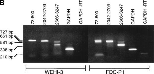 Fig. 1. SHIP RT-PCR. (A) The 3,570 nucleotide ORF of murine SHIP cDNA is shown with structural and potential functional domains labeled. The NPXY and YIGM motifs are depicted (▪), as well as the proline-rich potential SH3 domain binding regions (□). Also shown are the binding sites for the PCR primer sets used. Nucleotide numbering refers to the cDNA sequence of murine SHIP, Genbank accession numberU51742. (B) RT-PCR was conducted using RNA from the WEHI-3 and FDC-P1 myeloid cell lines and the primer sets shown in Fig 1A. The products were separated by electrophoresis in a 1% agarose gel and stained with ethidium bromide. Amplification of cDNA with primers to GAPDH was included to verify cDNA quality.