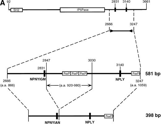 Fig. 2. SHIP deletion. (A) The two bands produced using the 2666-3247 primer set, shown in Fig 1B, were subcloned and sequenced. The larger (581 bp) band corresponds to the published SHIP sequence. The smaller (398 bp) band has a deletion of 183 nucleotides at the site shown, but is otherwise identical. (B) SHIP genomic DNA was isolated from a lambda genomic DNA library. Phage clones which hybridized with the 581 bp product of the 2666-3247 PCR primers were sequenced to show the NPXY-containing exon. Exon sequence is in upper case letters, and the sequence of the ▵183 deletion is in bold type. The verified splice acceptor and donor are shown in shaded boxes, and the potential splice sites that would produce the ▵183 deletion as an intron are shown in open boxes. Numbering refers to the SHIP cDNA sequence as in Fig 1.