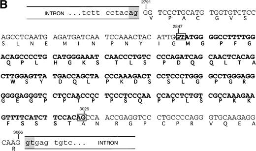 Fig. 2. SHIP deletion. (A) The two bands produced using the 2666-3247 primer set, shown in Fig 1B, were subcloned and sequenced. The larger (581 bp) band corresponds to the published SHIP sequence. The smaller (398 bp) band has a deletion of 183 nucleotides at the site shown, but is otherwise identical. (B) SHIP genomic DNA was isolated from a lambda genomic DNA library. Phage clones which hybridized with the 581 bp product of the 2666-3247 PCR primers were sequenced to show the NPXY-containing exon. Exon sequence is in upper case letters, and the sequence of the ▵183 deletion is in bold type. The verified splice acceptor and donor are shown in shaded boxes, and the potential splice sites that would produce the ▵183 deletion as an intron are shown in open boxes. Numbering refers to the SHIP cDNA sequence as in Fig 1.