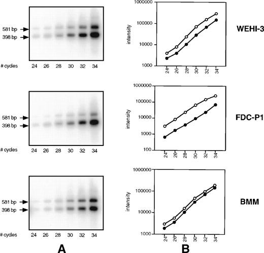 Fig. 4. SHIP competitive PCR. (A) cDNA from WEHI-3 cells, FDC-P1 cells, and BMM was amplified for the specified number of cycles using the 2666-3247 primer set. Products were transferred to a membrane and hybridized using a 32P-labeled SHIP cDNA sequence common to both. (B) The signal of each band was measured using a Phosphorimager and plotted against cycle number. Within the linear range of amplification, cycles 26 through 32, the 398 bp ▵183 SHIP band (○) from each cDNA type was compared with the 581 bp full-length SHIP band (•) in the same lane.