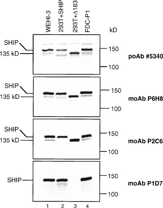 Fig. 5. SHIP immunoblots. Equal amounts (40 μg) of total protein from the cell type indicated was loaded into each lane of four identical 6% polyacrylamide gels. The blots were processed as described and incubated with the anti-SHIP polyclonal antibody #5340 or the anti-SHIP MoAbs as indicated.