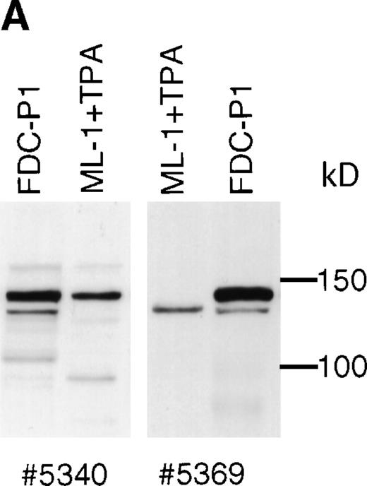 Fig. 6. Human SHIP 135 kD protein. (A) ML-1 human monocytic leukemia cells were treated for 2 days with TPA, and adherent cells were lysed and subjected to SDS-PAGE. Blots were incubated with SHIP polyclonal antibodies #5340 or #5369. (B) RNA from ML-1 cells with the same TPA treatment was analyzed by RT-PCR using primers to human SHIP 2615-3231 (Genbank accession number U84400). Two bands were detected at approximately 600 and 350 bp. These were purified and subjected to DNA sequencing, and the results are depicted as in Fig 2A.