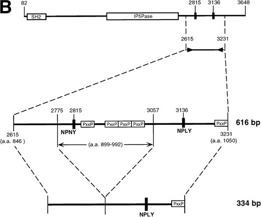 Fig. 6. Human SHIP 135 kD protein. (A) ML-1 human monocytic leukemia cells were treated for 2 days with TPA, and adherent cells were lysed and subjected to SDS-PAGE. Blots were incubated with SHIP polyclonal antibodies #5340 or #5369. (B) RNA from ML-1 cells with the same TPA treatment was analyzed by RT-PCR using primers to human SHIP 2615-3231 (Genbank accession number U84400). Two bands were detected at approximately 600 and 350 bp. These were purified and subjected to DNA sequencing, and the results are depicted as in Fig 2A.