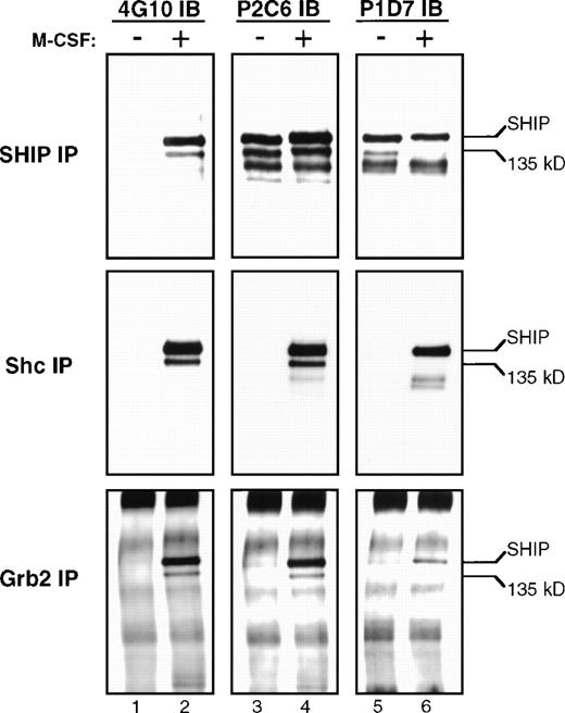 Fig. 7. Immunoprecipitations. Lysates from FDC-P1 cells, either untreated (−) or treated with M-CSF (+), were mixed with protein A sepharose beads and each of the antibodies indicated on the left (IP). Immunoprecipitation and immunoblotting analyses were performed as described, and three identical gels were prepared. These gels were incubated with the antiphosphotyrosine antibody 4G10, or the SHIP MoAbs P2C6 or P1D7 (IB). The positions of 145 kD and 135 kD SHIP are indicted with arrows.