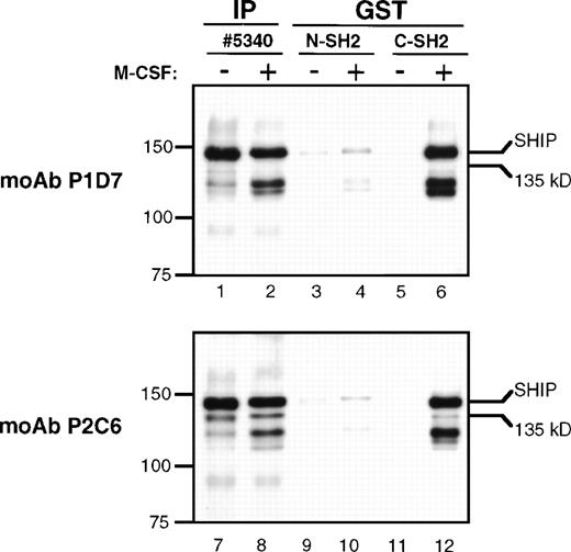 Fig. 8. GST pull-downs. Lysates from FDC-P1 cells were either untreated (−) or treated with M-CSF (+) as for Fig 7. Lysates were immunoprecipitated with anti-p85 or anti-SHIP #5340 polyclonal antibodies (IP), or were mixed with GST-agarose beads and purified peptides representing either the N-terminal or C-terminal SH2 domains of p85 fused to GST (GST). Beads were incubated and washed and the eluted proteins subjected to immunoblotting with MoAbs P1D7 or P2C6.