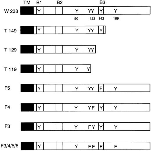 Fig. 2. Deletion and point mutations in LIFR. The cytoplasmic regions of the LIFR mutants are schematically shown. The transmembrane domain (TM), putative box 1 (B1), box 2 (B2), and box 3 (B3), and the positions of tyrosine (Y) and phenylalanine (F) residues are indicated.