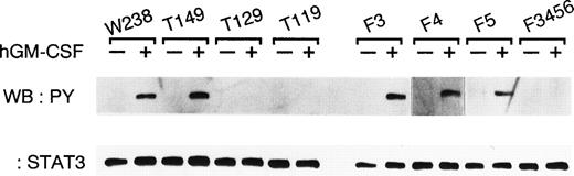 Fig. 5. Tyrosine phosphorylation of STAT3 through the chimeric receptors. Cells expressing various chimeric receptors were either stimulated (+) with hGM-CSF (10 ng/mL) for 10 minutes or left unstimulated (-). STAT3 was immunoprecipitated from cell lysates using anti-STAT3 antibodies and then probed with either antiphosphotyrosine antibodies (upper panel) or anti-STAT3 antibodies (lower panel). The immune complex was visualized by chemiluminescence.