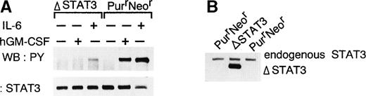 Fig. 6. Inhibition of tyrosine phosphorylation of STAT3 by dominant negative STAT3. (A) WEHI-3B D+ cells expressing the chimeric LIFR (W238) and ▵STAT3 or the chimeric LIFR alone (PurrNeor) were stimulated with hGM-CSF (10 ng/mL) or IL-6 (100 ng/mL) for 10 minutes. STAT3 was immunoprecipitated from cell lysates using anti-STAT3 antibodies (C20; Santa Cruz Biotechnology), and then probed with either antiphosphotyrosine antibodies or anti-STAT3 antibodies (Transduction Laboratories). (B) Expression of ▵STAT3 in WEHI-3B D+ cells. STAT3 was immunoprecipitated from cell lysates using anti-STAT3 antibodies (K-15; Santa Cruz Biotechnology) and then probed with anti-STAT3 antibodies (Transduction Laboratories).