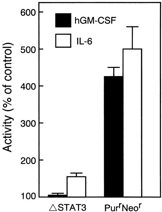 Fig. 7. Inhibition of differentiation of WEHI-3B D+cells expressing LIFR by dominant negative STAT3. Cells expressing LIFR (W238) and ▵STAT3, or LIFR alone (PurrNeor) were treated for 4 days with 10 ng/mL of hGM-CSF or 100 ng/mL of IL-6. The NBT-reducing activity of the cells was determined by the colorimetric assay. The data for representative clones are presented as percentages of the values for untreated control cultures. The values represent the averages of duplicate assays ± standard error.