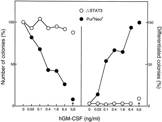 Fig. 8. Soft agar colony assaying of WEHI-3B D+cells expressing LIFR and dominant negative STAT3. Cells expressing LIFR (W238) and ▵STAT3, or LIFR alone (PurrNeor) were cultured in agar with increasing concentrations of hGM-CSF or IL-6 (100 ng/mL). The colony numbers (left panels) and the proportions of colonies containing differentiated cells (right panels) were determined after 7 days. The means of duplicate assays are shown.