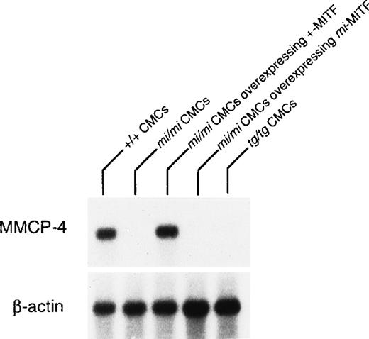 Fig. 2. Reduced expression of MMCP-4 mRNA in mi/mi andtg/tg CMC and normalization of the MMCP-4 expression inmi/mi CMC by the introduction of the +-MITF cDNA but not ofmi-MITF cDNA. The blot was hybridized with32P-labeled cDNA probe of MMCP-4 or of β-actin.