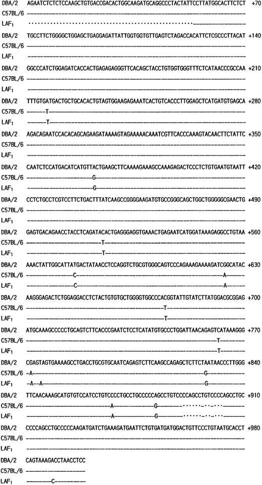 Fig. 3. Comparison of the structure of MMCP-4 transcript among KiSV-MC1 cells derived from a DBA/2 mouse, CMC derived from C57BL/6-+/+ mice and the mastocytoma cells derived from a LAF1 mouse. Numbering of the nucleotides begins at the transcription initiation site of the MMCP-4 transcript of KiSV-MC1 cells. Dashes indicate identical nucleotides. Dots indicate deletion of nucleotides in the sequence.