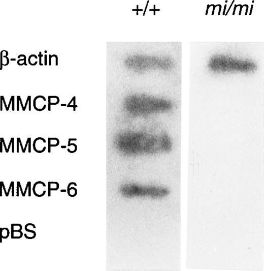 Fig. 4. Nuclear run-on analysis of +/+ and mi/mi CMC.32P-labeled nuclear transcripts obtained from +/+ CMC (left lane) and mi/mi CMC (right lane) were examined for their ability to hybridize to DNA probes for β-actin, MMCP-4, MMCP-5, and MMCP-6. pBS-derived DNA was used as a negative control.