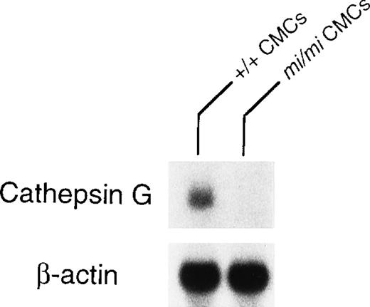 Fig. 5. Expression of cathepsin G mRNA in +/+ and mi/miCMCs. The blot was hybridized with 32P-labeled cDNA probe of cathepsin G or of β-actin.