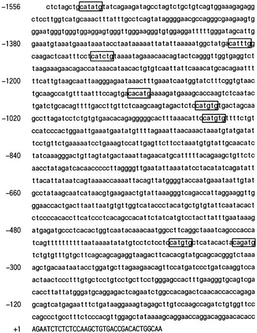 Fig. 6. The nucleotide sequence of 5′ flanking region of the MMCP-4 gene. The CANNTG motif was boxed. A part of first exon was shown by capitals, and the 5′ flanking region is shown by lower case. The transcription initiation site was numbered as +1.