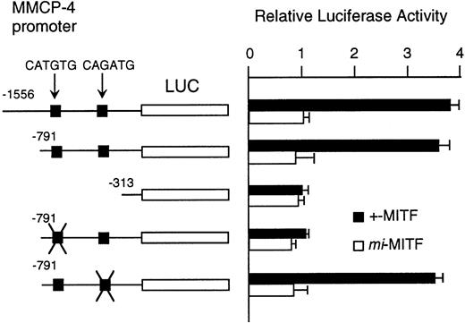 Fig. 7. Effect of coexpression of cDNA encoding +-MITF ormi-MITF on luciferase activity. The luciferase gene under control of the normal, deleted, or mutated MMCP-4 promoter was cotransfected to NIH/3T3 fibroblasts. Bars indicate the standard error of these assays.