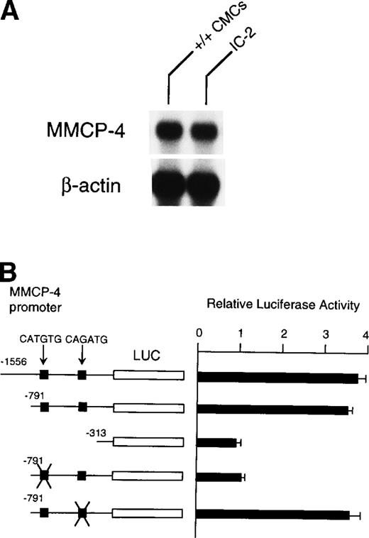 Fig. 8. (A) Expression of MMCP-4 mRNA in IC-2 cells. The blot was hybridized with 32P-labeled cDNA probe of MMCP-4 or of β-actin. (B) Luciferase reporter gene promoter assay in IC-2 cells that expressed +-MITF. The luciferase gene under control of the normal, deleted, or mutated MMCP-4 promoter was introduced into the IC-2 mast cell line with electroporation. Bars indicate the standard error of three assays.