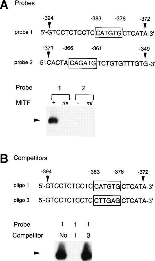 Fig. 9. Binding of +-MITF to the CATGTG motif in 5′ flanking region of the MMCP-4 gene. (A) EGMSA using GST-+-MITF and GST-mi-MITF fusion proteins. The 5′-GTCCTCTCCTCCATGTGCTCATA oligonucleotide containing a CATGTG motif (probe 1, nt -394 to -372; numbers refer to the sequence shown in Fig 5) and the 5′-CACTACAGATGTCTGTGTTTGTG-3′ oligonucleotide containing a CAGATG motif (probe 2, nt -371 to -349) were used (CANNTG motifs are boxed). The DNA-protein complex is indicated by an arrowhead. (B) Competitive DNA binding assay with GST-+-MITF. Two competitors were synthesized. The oligo 1 was identical to the probe 1; oligo 3 had the mutation at the CATGTG motif (to CTTGAG). DNA-protein complexes are indicated by an arrowhead.