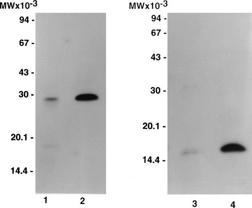 Fig. 1. Autoradiograph of labeled purified bitiscetin and vWF-bound protein after SDS-(15%) PAGE. Labeled material was treated either nonreduced (lanes 1 and 2) or after reduction (lanes 3 and 4). Purified labeled bitiscetin (≠50,000 cpm/lane) was analyzed unreduced (lane 1) or after reduction (lane 3). 125I-bitiscetin bound to immobilized vWF was extracted by incubating with 1% SDS, 0.125 mol/LTris-HCl buffer, pH 6.8. Recovered radioactivity (200,000 cpm) corresponding to 10 incubation wells were loaded (100,000 cpm/lane) either unreduced (lane 2) or after reduction (lane 4). Each labeled material was mixed with ≠1 μg/lane of cold bitiscetin as carrier. Position of the molecular weight markers is indicated on the left.