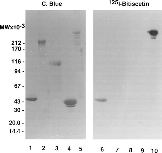 Fig. 3. SDS-(3.5% to 20% gradient) PAGE of purified fragments produced by proteolysis of vWF. (Left panel) Fragments were loaded at 10 μg/well. After migration the gel was stained using Coomassie blue. (Right panel) The fragments were loaded at 5 μg/well. After migration the proteins were electrotransfered on a nitrocellulose sheet, stained by incubating with 125I-purified bitiscetin, and showed by autoradiography. Fragments were SpI (lanes 1 and 6); SpII (lanes 2 and 7); T116 (lanes 3 and 8); 39/34 kD (lanes 4 and 9); and SpIII (lanes 5 and 10).