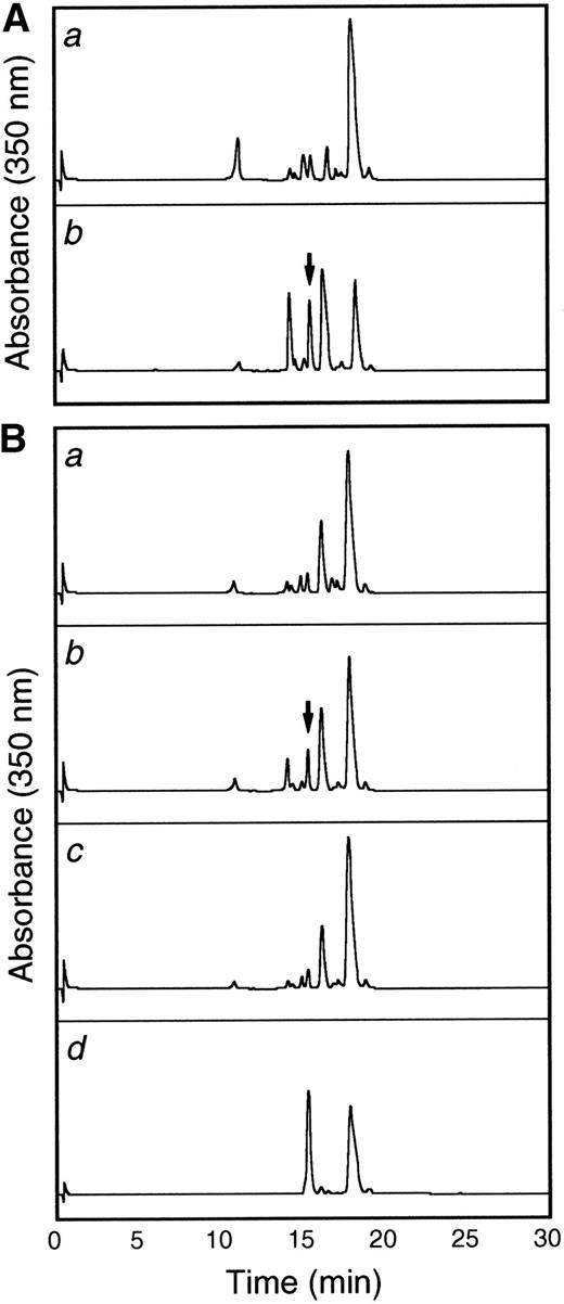 Fig. 8. The tie-1 protease is membrane-associated, activated specifically by TNF, and inhibited by BB-24. HUVECs incubated in the presence or absence of TNF were harvested, and cell fractionation was performed as described in Materials and Methods. (A) Cytosol (a) or membrane (b) fractions prepared from TNF-treated HUVECs were incubated with 500 μg/mL tie-1a peptide for 1 hour at 37°C. (B) HUVEC membrane fractions from untreated (a) or TNF-treated (b and c) cells were incubated with 500 μg/mL tie-1a peptide in the presence (c) or absence (b) of BB-24 for 1 hour at 37°C. Samples quenched with EDTA/EGTA were separated by HPLC and peptide elution followed by absorbance at 350 nm. The control full-length tie-1a and truncated tie-1b peptides are shown in the control chromatogram (d). The arrows indicate the peaks that correspond to peptide fragments with the same size and mobility as the truncated control peptide tie-1b.
