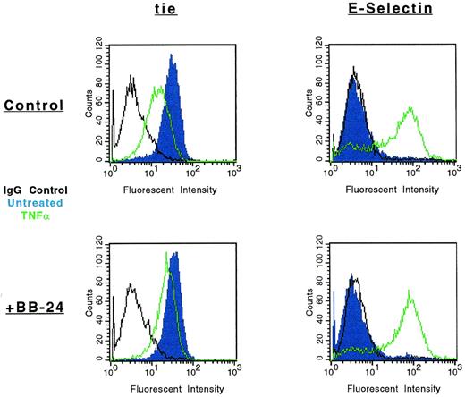 Fig. 7. Modulation of tie-1, but not E-selectin, cell surface expression by BB-24. HUVECs were incubated in the presence or absence of 5 μmol/L BB-24 for 10 minutes before the addition of TNF (green) or DMSO (blue) for 1 hour. After harvesting with versine-EDTA, cells were stained on ice with Abs specific for tie-1 or CD62E (E-selectin). Control samples were stained with isotype matched Abs (black). FACS analysis was performed as described in Materials and Methods.