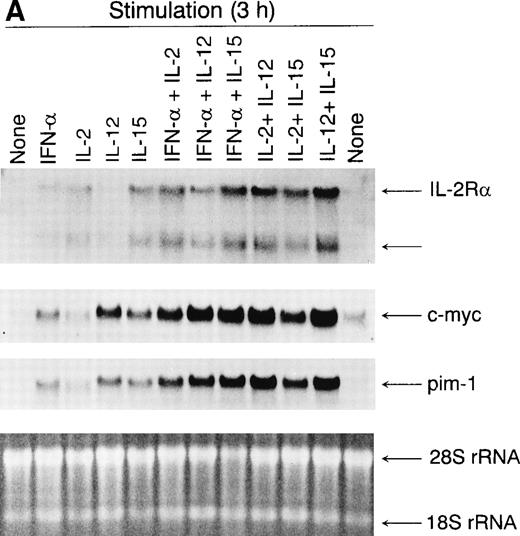 Fig. 1. (A) Induction of IL-2R, c-myc, andpim-1 gene expression by IFN-, IL-2, IL-12, and IL-15 in human T lymphocytes. T cells were stimulated with different cytokines for 3 hours, the cells were collected, and the total cellular RNA was isolated. RNA samples (20 μg) were size-fractionated on agarose gels, transferred to nylon membranes, and hybridized with specificIL-2R, c-myc, and pim-1 cDNA probes. EtBr-stained gel is shown to verify equal RNA loading. The result shown is from one experiment but is representative of three individual experiments. (B) Induction of IL-2R protein expression by IFN-, IL-2, IL-12, and IL-15. T cells were stimulated with different cytokines for 24 hours, and cell lysates were prepared. Proteins were separated on 10% SDS-PAGE, transferred to membranes, and immunoblotted with anti–IL-2R antibody.