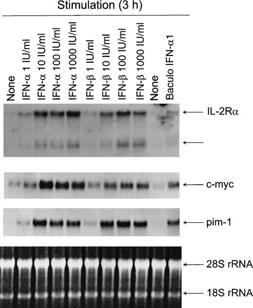 Fig. 2. Dose-dependent activation of IL-2R, c-myc, andpim-1 gene expression by type I IFNs. T cells were stimulated with different doses of IFN- or IFN-β for 3 hours, the cells were collected, and total cellular RNA was isolated. RNA samples (20 μg) were size-fractionated on agarose gels, transferred to nylon membranes, and hybridized with IL-2R, c-myc, and pim-1 cDNA probes. EtBr-stained gel is shown to verify equal RNA loading.