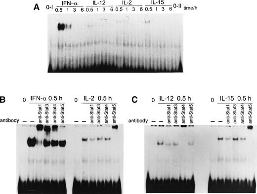 Fig. 4. (A) STAT DNA binding to the IL-2R GAS-c/GAS-n in response to cytokine stimulation. T cells were stimulated with IFN-, IL-2, IL-12, or IL-15 as indicated; nuclear extracts were prepared from the cells; and the STAT DNA binding was analyzed by EMSA. (B) STAT DNA binding to the IL-2R GAS-c/GAS-n in response to IFN- and IL-2. T cells were stimulated with IFN- or IL-2 for 30 minutes, after which nuclear extracts were prepared. Nuclear extracts were incubated for 1 hour on ice with STAT antibodies indicated, followed by binding to 32P-labeled IL-2RGAS-c/GAS-n probe. (C) STAT DNA binding to the IL-2RGAS-c/GAS-n in response to IL-12 and IL-15. T cells were stimulated with IL-2 or IL-15 for 30 minutes, and nuclear extracts were prepared and incubated for 1 hour on ice with different anti-STAT antibodies followed by binding to 32P-labeled IL-2RGAS-c/GAS-n probe. The results are representative of three separate experiments.