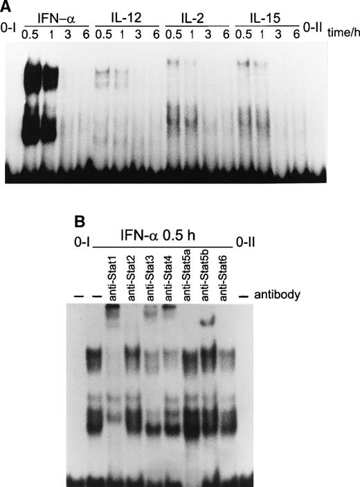 Fig. 5. (A) Multiple STAT complexes bind to the pim-1 GAS element in response to cytokine stimulation. T cells were stimulated with IFN-, IL-2, IL-12, or IL-15 for the indicated times, and nuclear extracts were prepared from the cells. The extracts were incubated with 32P-labeled pim-1 GAS probe, and the STAT DNA binding was analyzed by EMSA. (B) IFN- induced STAT1, STAT3, and STAT4 DNA binding to pim-1 GAS. T cells were stimulated with IFN- for 30 minutes, and nuclear extracts were prepared. The extracts were incubated for 1 hour on ice with anti-STAT antibodies, followed by binding to 32P-labeledpim-1 GAS probe. Comparable data were obtained in three independent experiments, each consisting of pooled T cells from two different donors.