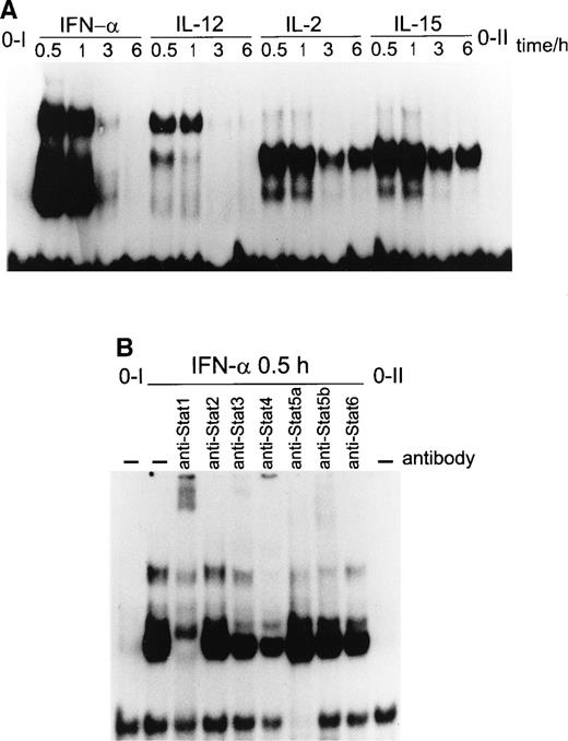 Fig. 6. (A) STAT binding to the IRF-1 GAS by IFN-, IL-2, IL-12, or IL-15. T cells were stimulated with IFN-, IL-2, IL-12, or IL-15 for the times indicated, and nuclear extracts were prepared. The extracts were incubated with 32P-labeledIRF-1 GAS probe, and the DNA binding activity was analyzed by EMSA. (B) IFN-–induced STAT1, STAT3, and STAT4 DNA binding toIRF-1 GAS. T cells were stimulated with IFN- for 30 minutes, and nuclear extracts were prepared and incubated for 1 hour on ice with anti-STAT antibodies, followed by binding to 32P-labeledIRF-1 GAS. The experiment was repeated three times with similar results.
