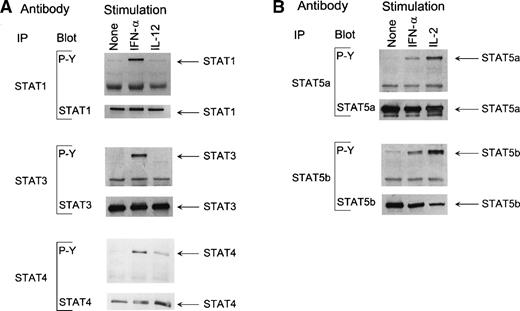 Fig. 7. (A) IFN- induces tyrosine phosphorylation of STAT1 and STAT4 in human T lymphocytes. T cells were treated with IFN- or IL-12 for 15 minutes, and T-cell lysates were prepared and immunoprecipitated with anti-STAT1, anti-STAT3, or anti-STAT4 antibodies. Proteins were separated on 10% SDS-PAGE, transferred to membranes, and immunoblotted with antiphosphotyrosine antibody. The membranes were stripped and reblotted with anti-STAT antibodies. (B) IFN- induces tyrosine phosphorylation of STAT5a and STAT5b. T cells were treated with IFN- or IL-2 for 15 minutes and T-cell lysates were prepared. The lysates were immunoprecipitated with anti-STAT5a or anti-STAT5b antibodies, followed by immunoblotting with antiphosphotyrosine antibody. Membranes were then stripped and reblotted with anti-STAT antibodies, as indicated.