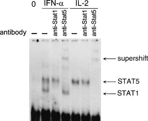 Fig. 8. IFN-–induced STAT5 DNA binding to the IFP53GAS element. T cells were stimulated with IFN- or IL-2 for 30 minutes, and nuclear extracts were prepared and incubated with anti-STAT1 or anti-STAT5 antibodies for 1 hour on ice, followed by EMSA with 32P-labeled IFP53 GAS probe.