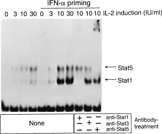 Fig. 9. IFN- enhances IL-2–induced STAT1 and STAT5 binding to the IRF-1 GAS. T cells were left untreated or treated with IFN- (100 IU/mL) for 24 hours. The cells were washed and resuspended in fresh medium, and different concentrations of IL-2 (0, 3, 10, or 30 IU/mL) were added. After 30 minutes of incubation, nuclear extracts were prepared and analyzed in EMSA with IRF-1 GAS probe. The experiment was repeated three times with similar results.