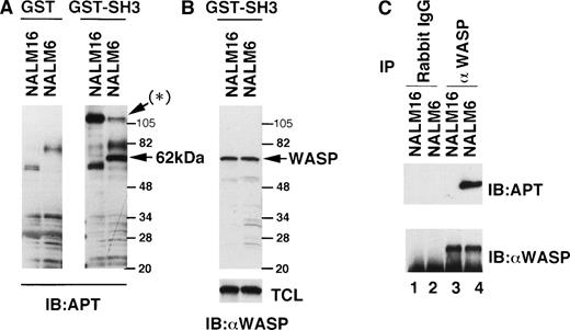 Fig. 1. Constitutive tyrosine-phosphorylation of WASP in NALM6 cells. (A) Serum-starved 5 × 107 cells (NALM16 and NALM6) were lysed with the NP-40 lysis buffer and, after preclearance, lysates were incubated with GST alone or BtkSH3-GST fusion protein bound to glutathione-Sepharose 4B beads at 4°C for 2 hours. After washing, the beads were boiled with 2× SDS loading buffer and samples were fractionated by SDS-PAGE (5% to 15% gradient gel) and immunoblotted (IB) with the antiphosphotyrosine (APT) antibody 4G10. The asterisk indicates Cbl (120 kD). Molecular mass standards are shown in kilodaltons. (B) The same membrane was reprobed with the anti-WASP antibody 503 (top). Total cell lysates (TCL) of NALM16 and NALM6 cells were loaded and immunoblotted with the anti-WASP antibody 503 (bottom). (C) NALM16 and NALM6 cells (1 × 108) were lysed with the NP-40 lysis buffer and, after preclearance, lysates were immunoprecipitated (IP) with the anti-WASP antibody 503 (lanes 3 and 4) or preimmune rabbit IgG as a control (lanes 1 and 2). Immunoprecipitates were fractionated by SDS-PAGE and immunoblotted with the antiphosphotyrosine (APT) antibody 4G10 (top), followed by reprobing with the anti-WASP antibody 503 (bottom).